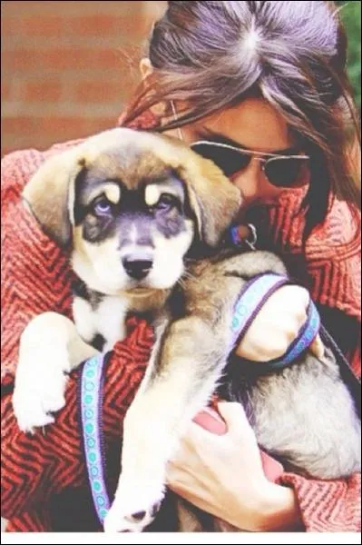 Baylor est le dernier chien qu'elle a adopt, mais combien en a-t-elle en tout ?