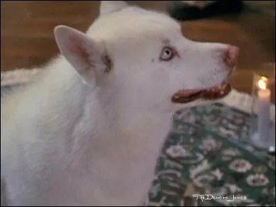 Qui est transform(e) en chien ?