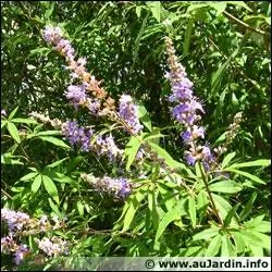 Et avant d'aller prendre un repos bien mrit, vous sortez pour respirer les odeurs qui s'exhalent dans la douceur de la nuit. Le vitex agnus-castus dgage une lgre odeur poivre.