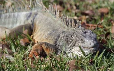 De quoi se nourrit l'iguane marin des Galapagos ?