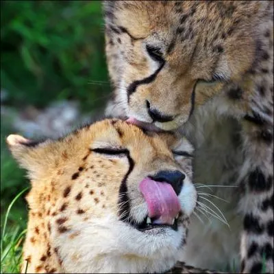 Elles ont la capacit de donner au gupard cette vitesse qui fait notre admiration !