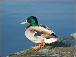 Dans une expression signifiant que la chose est sans grande valeur, qu'est-ce que  a ne casse pas  un canard  ?