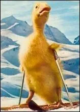 Comment s'appelait le canard dont les aventures firent l'objet d'une srie tl dans les annes 60 ?