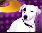 Comment s'appelle le chien du prsentateur ?