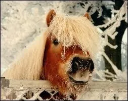 Le Shetland est dcrit comme (plusieurs rponses possibles)...