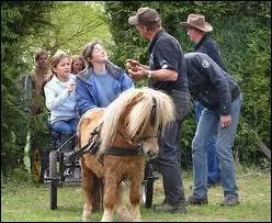 Le Shetland est un poney de loisirs, c'est--dire ? (plusieurs rponses possibles)