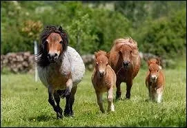 Peut-il possder toutes les robes ? (plusieurs rponses possibles)