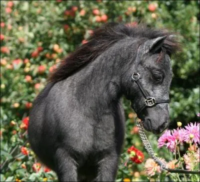 Quel est son poids ? (moyen, bien sr)
