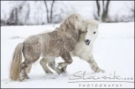 Le Shetland est-il rare ?