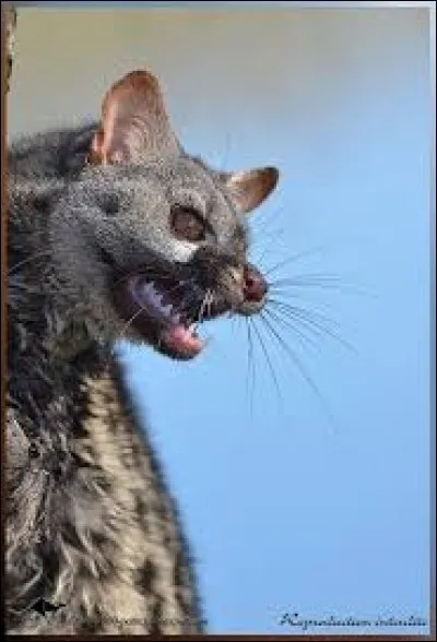 Cette tête est celle d'une genette.