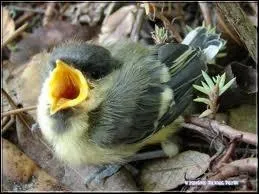 Que dsigne le nom  bjaune  ?