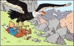 Dans quel album Tintin a-t-il maille à partir avec un condor ?