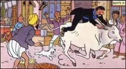Dans quel album le capitaine Haddock a-t-il des dmls avec une vache ?