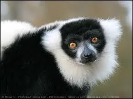 Il est menac par la dforestation, les petits naissent 100 jours aprs l'accouplement, trop faibles pour s'accrocher au dos de leur mre, celle-ci doit alors faire un nid, qui est-il ?