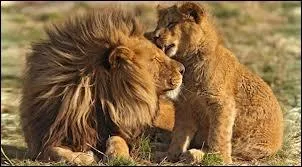 Il est class comme  vulnrable , il a disparu sur plus de 80 % de son ancien territoire et le nombre d'individus dans son groupe varie de 3  30, il se nourrit de cervids. Qui est-il ?