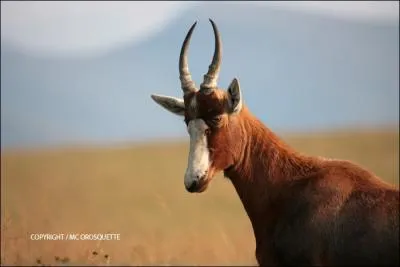 Elle a failli disparatre compltement, heureusement son nombre est en augmentation, elle vit en troupeaux pouvant compter 70 individus, qui est-elle ?