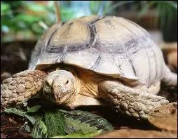 Elle est protge mais son nombre diminue, les locaux l'utilisent parfois comme tabouret vivant ! Elle peut vivre 100 ans, qui est-elle ?