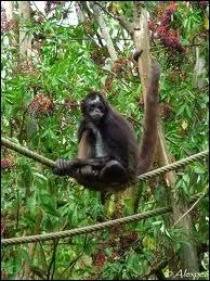 Ils vivent en groupes de 15  25 individus, ils sont menacs par la dforestation et par leur faible taux de reproduction. Ils vivent 30 ans et ont 1  3 petits tout les 3 ans. Qui sont-il ?