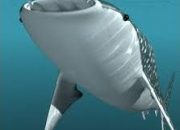 Quiz Les requins