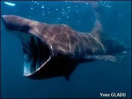 Le requin plerin mesure 12 m et se nourrit :