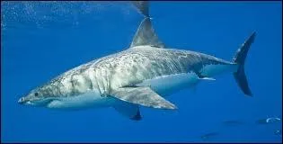 Le plus grand requin est :