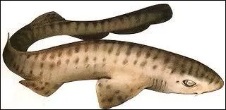 Le requin chabot est capable :