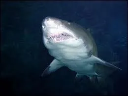 Parmi ces noms de requins, lequel n'existe pas ?