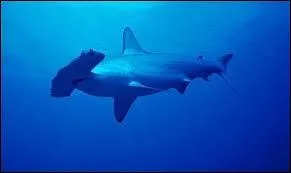 Combien d'espces de requins hantent les eaux franaises ?