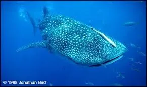 Quel requin tient dans le creux d'une main adulte ?