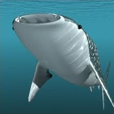 Quiz Requins