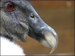 Le condor des Andes est-il le plus grand rapace du monde ?