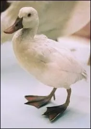 Quels animaux furent chargs dans la nacelle du premier essai de vol de l'arostat des frres Montgolfier en 1783 ?