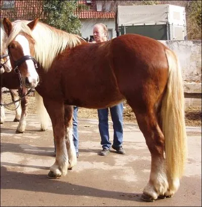 Cette robe est ... .