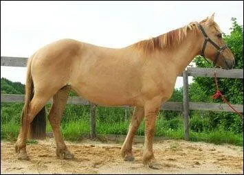 Cette robe est ... .