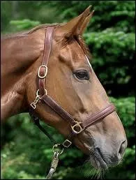 Qu'est-ce qu'un bidet ?