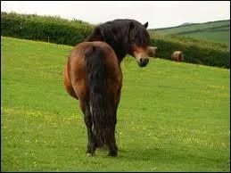 De quoi te sers-tu pour incurver ton cheval  droite ?