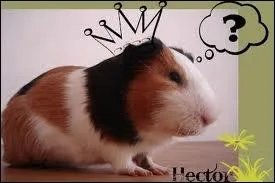 Titre de lisabeth II pour toute la Grande-Bretagne :