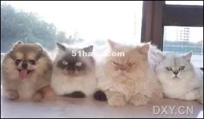 Combien de chats posent sur cette photo ?