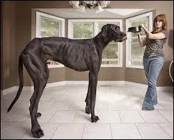 Quel est le plus grand chien du monde ?