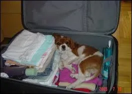 Ce chien connat la parade, mais d'aprs la SPA, combien d'animaux seront abandonns sur la route des vacances en France ?