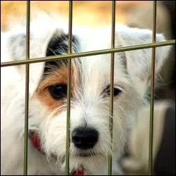 Par quelles peines la loi (art. 521-1 du Code pnal) sanctionne-t-elle l'abandon d'animaux ?