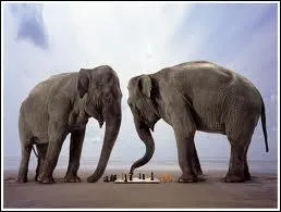 Parfois d'lphant, elle est capitale aux joueurs d'checs.