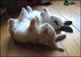 Chanson  culte  de Chantal Goya o un chasseur a t tu par...