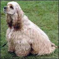 De quelle race est-elle ?