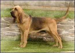 De quelle race est-il ?