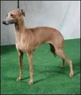 De quelle race est-il ?