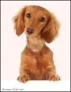 De quelle race est-il ?