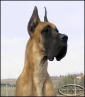 De quelle race est-il ?