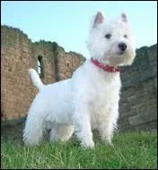 De quelle race est-il ?