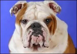 De quelle race est-il ?